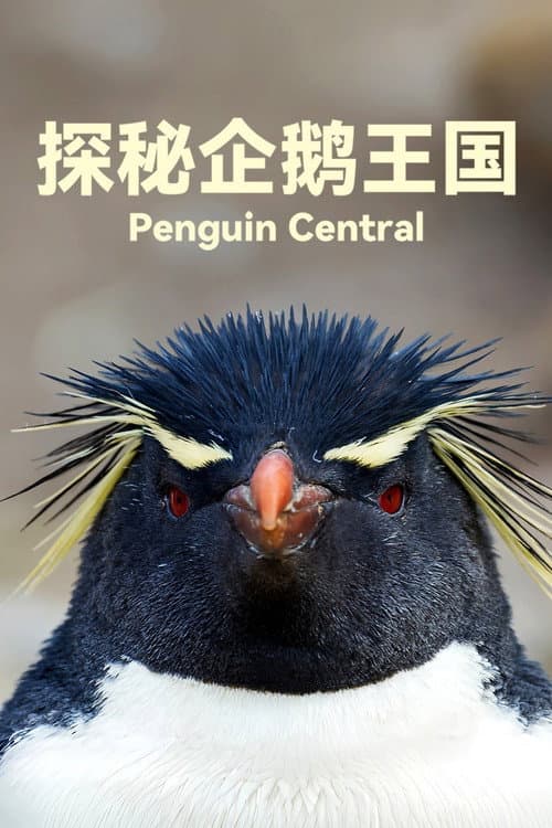 探秘企鹅王国